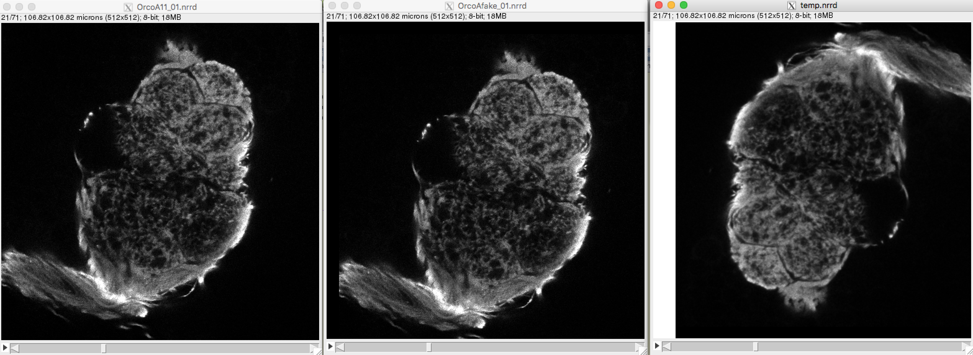 Nitrc Computational Morphometry Toolkit Cmtk Users