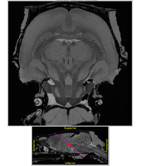 Oblique angle cut of rat MRI (Waxholm space atlas template)