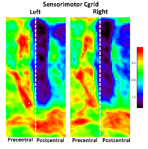 sensorimotor