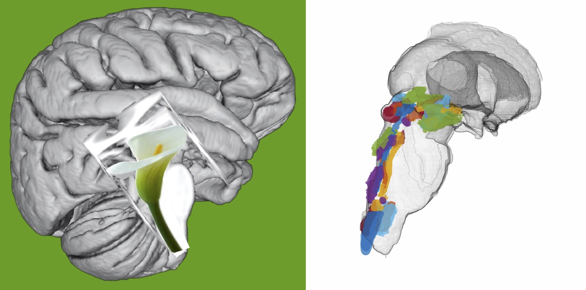 Logo Brainstem Navigator v1.0