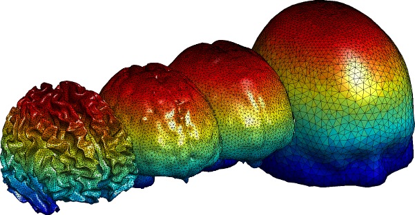 a complex human brain mesh generated by iso2mesh