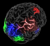 Four Measure Projection Domains diplayed on cortex with MPT