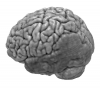 Injured brain normalized with clinical toolbox
